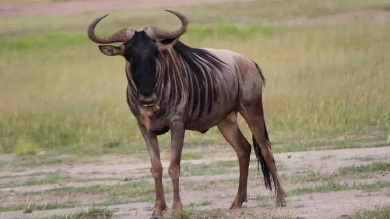 6 Days Safari to Masai Mara, Lake Nakuru and Amboseli