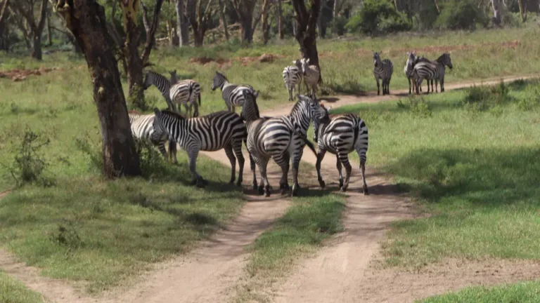 7 Days Safari to Masai Mara, Lake Nakuru, Amboseli, Tsavo East from Nairobi to Mombasa