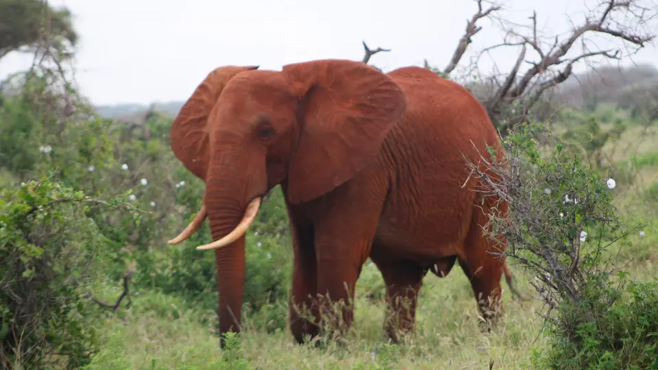 Tsavo East National park –One-day safari