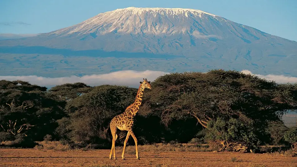 Tanzania Safaris