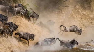 wilderbeest Migration