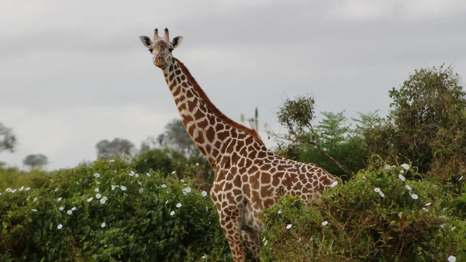 2 Days Tsavo East National Park Safari