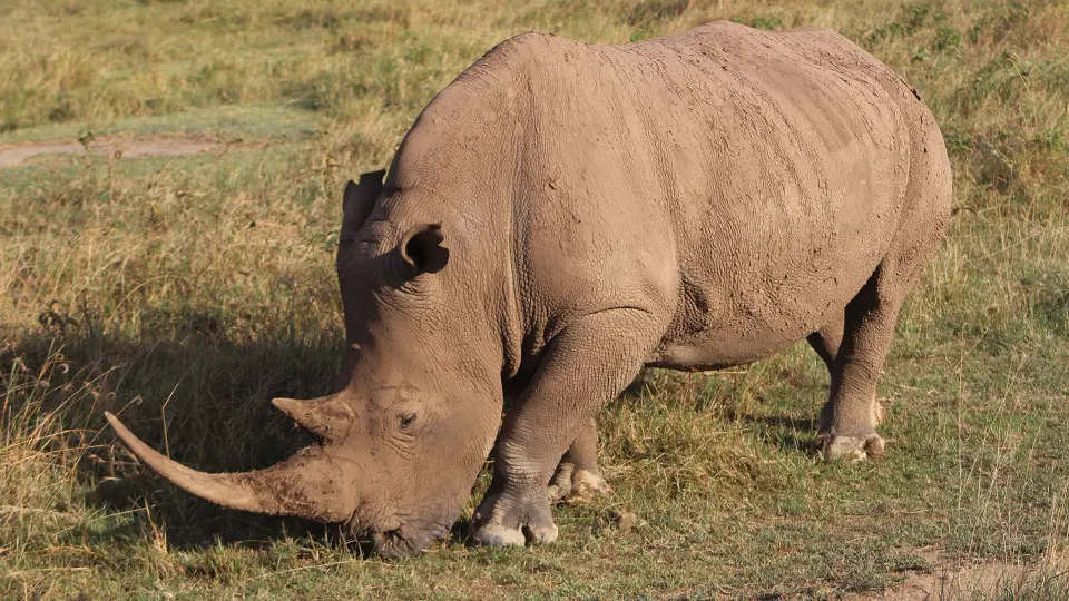 4 Days Safari to Lake Naivasha, Lake Nakuru and Maasai Mara
