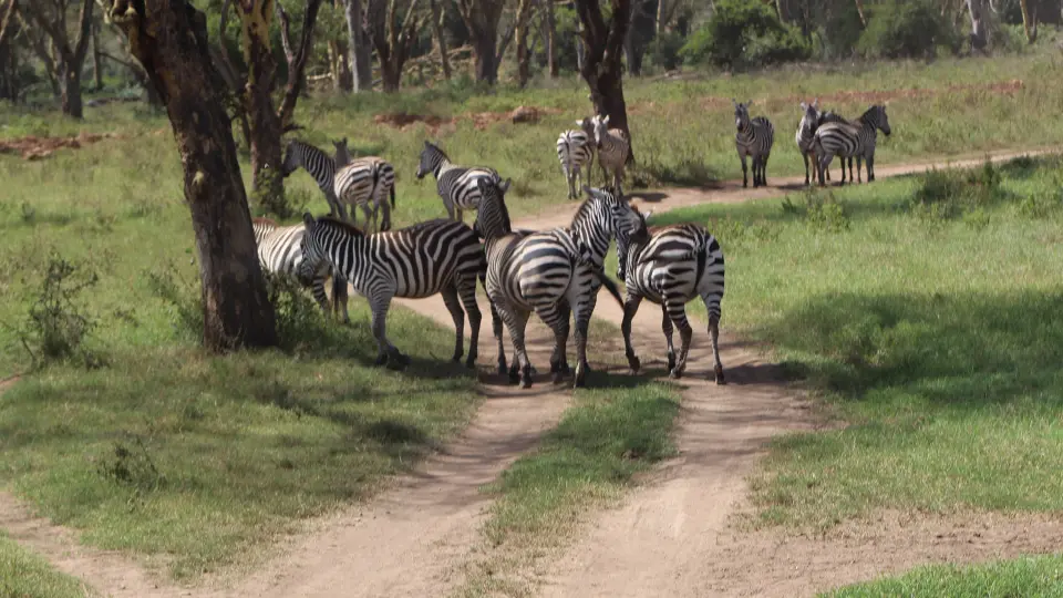 7 Days Safari to Masai Mara, Lake Nakuru, Amboseli, Tsavo East from Nairobi to Mombasa