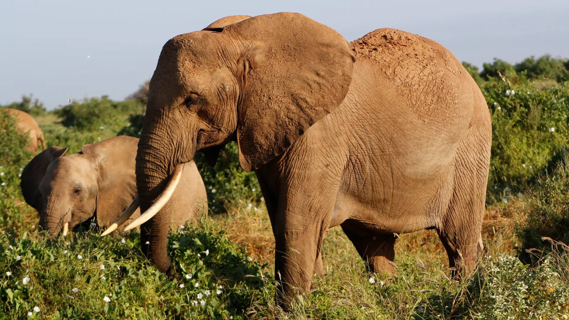 Maasai mara safaris