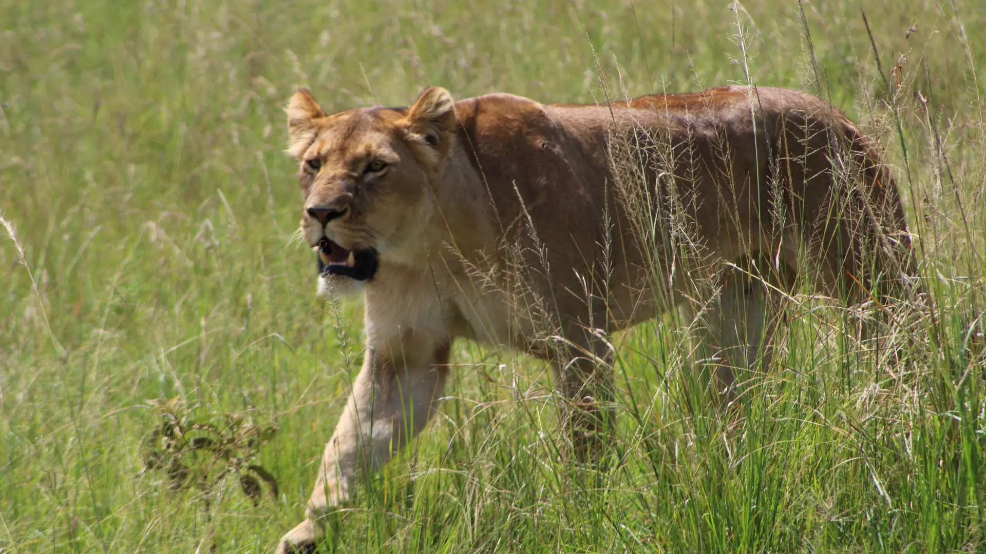 Maasai Mara Safaris