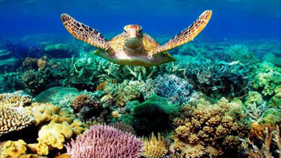 Malindi Marine national park