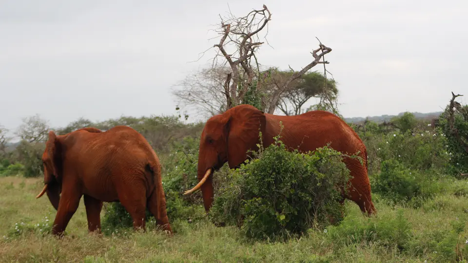 Tsavo East National park (1 day)