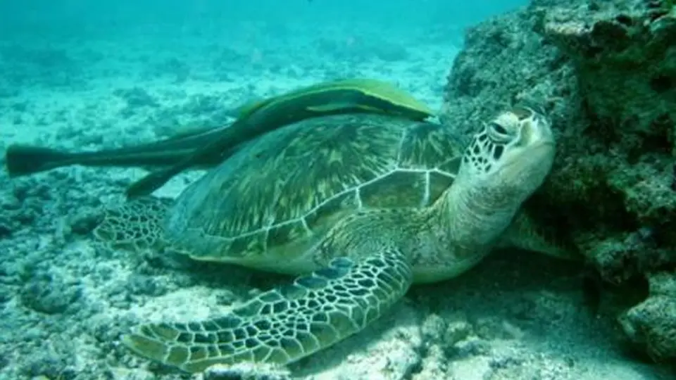 Watamu marine national park